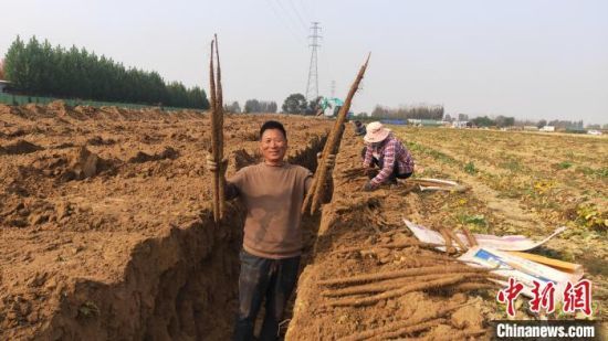 图为河北省大城县西马村山药种植田里，村民展示收获的山药。　邓建民 摄