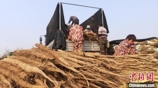 图为河北省大城县西马村山药种植田里，村民将收获的山药进行分拣。　邓建民 摄