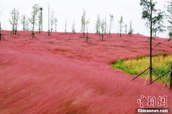 粉色花海场景壮观美如画。