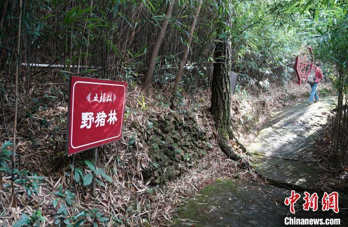 广东观音山国家森林公园打造绿色生态屏障