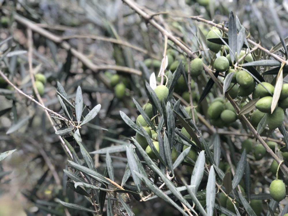 挂满枝头的油橄榄果 新华社记者 张文静 摄