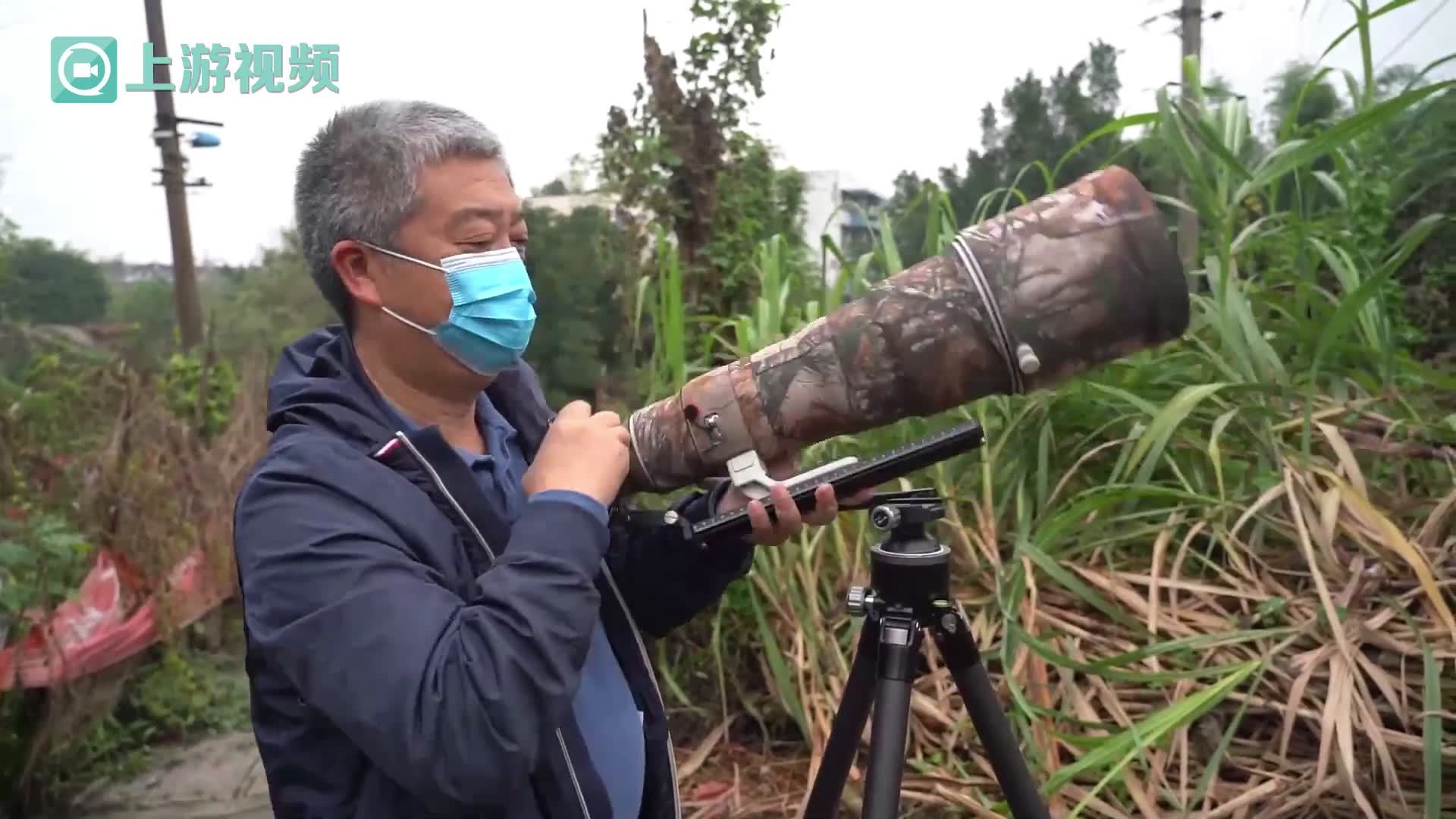城中一棵柿子树,引来鸟儿,也引来"长枪大炮"