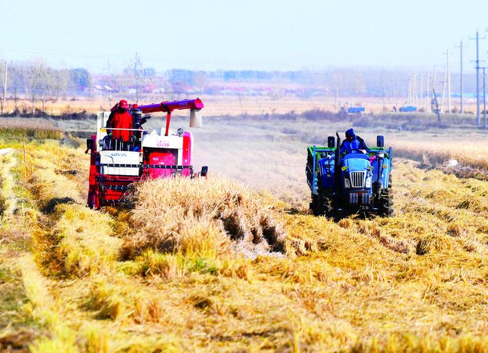 榆树市秀水镇水稻收割现场。 赵滨 摄