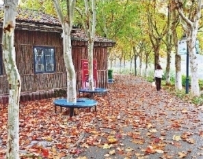 11月5日，天气阴沉，不时落下丝丝细雨。金银湖湿地公园绿道黑色的沥青路面上，铺满了被雨打落的黄叶。