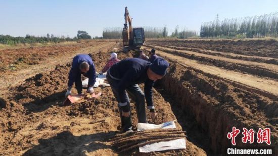 图为河北省大城县西马村山药种植田里，村民将收获的山药进行分拣。　邓建民 摄