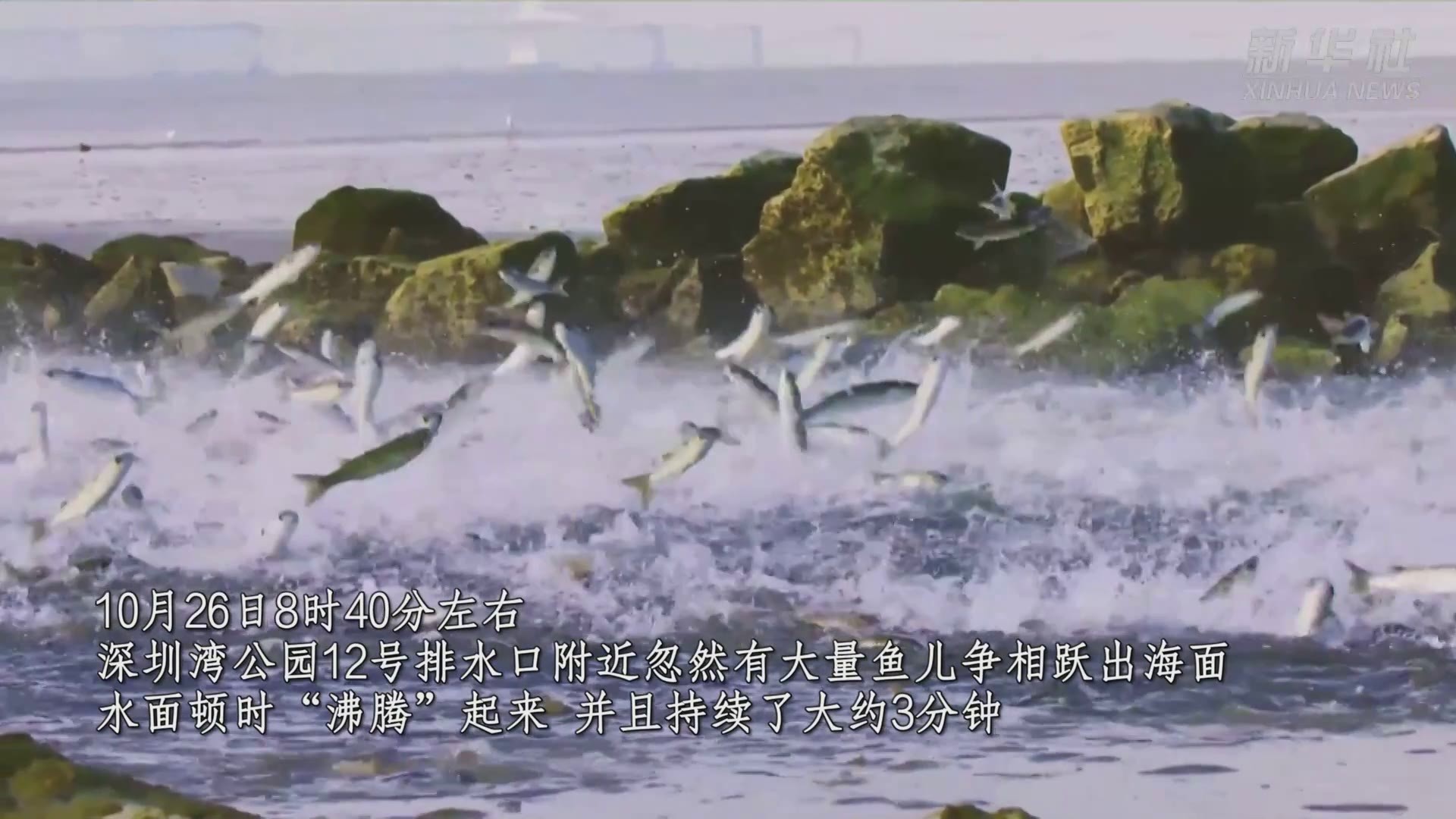 深圳湾群鱼竞跃 水面“沸腾”_凤凰网视频_凤凰网