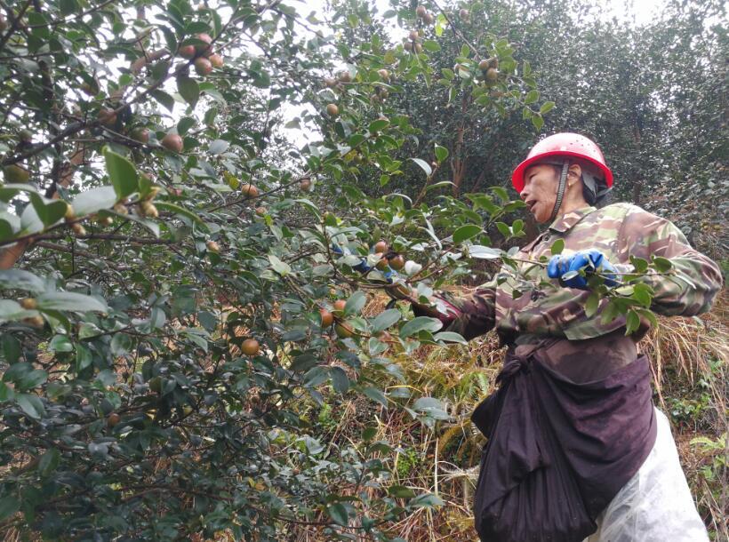林农在新余市仙女湖区新龙果业基地采摘油茶果