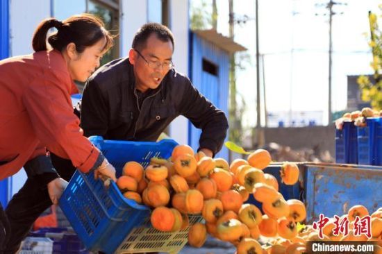 刚采摘的磨盘柿。　张丽娟 摄