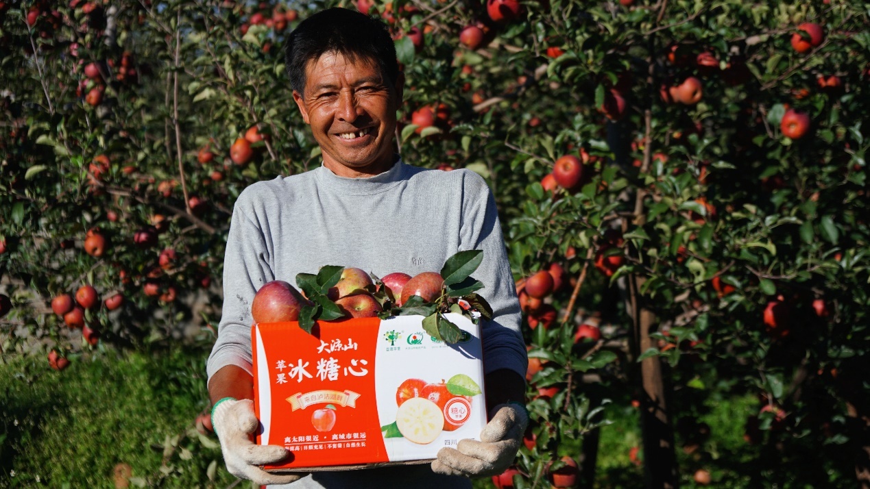 ▲四川盐源苹果产区的种植户廖顺安。他家果园今年“11.11”期间的品牌好果,全部供给电商平台拼多多。李里 摄