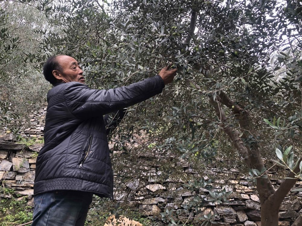 贾永祥在种植基地采摘油橄榄果 新华社记者 张文静 摄
