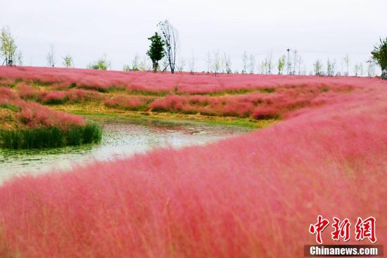 粉紫色花穗如云似雾。