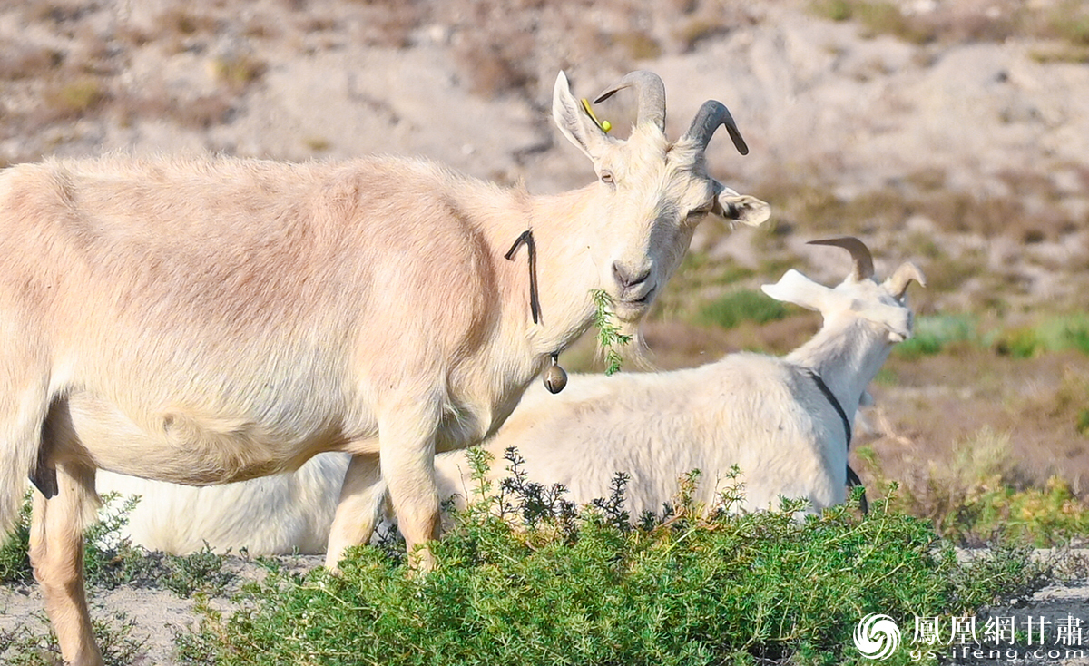 “山湾跑羊”正在悠闲觅食 杨艺锴 摄