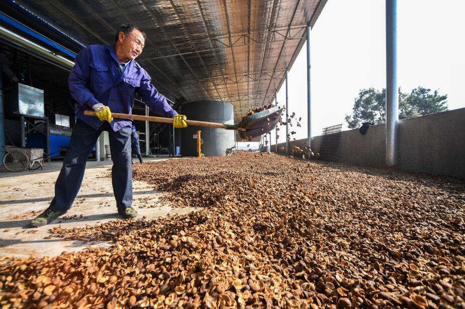 林农利用晴好天气在对采摘的油茶果进行翻晒