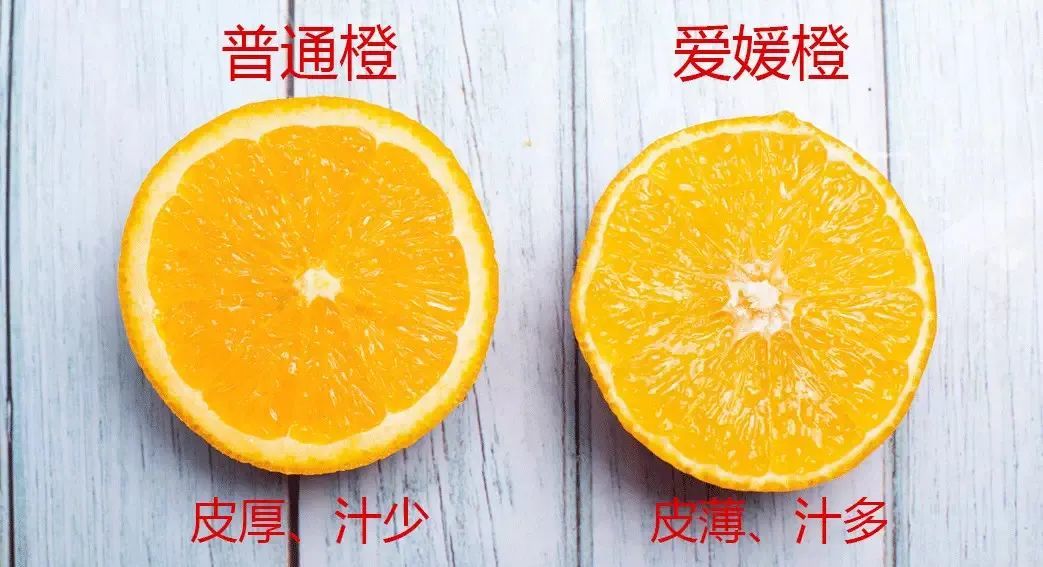 无籽沃柑的种植条件