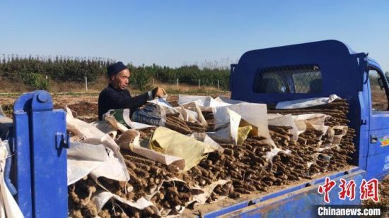 图为河北省大城县西马村山药种植田里，村民将收获的山药进行分拣外运。　邓建民 摄