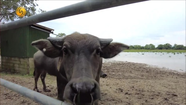 米埔自然保护区：用红外相机捕捉动物的行为模式