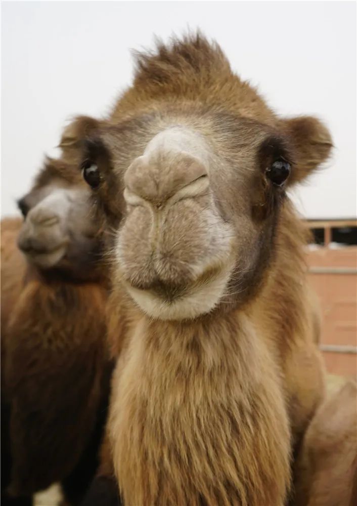 “丝路风情，醉美喀什”《喀什日志》之刀郎画乡、N39沙漠、泽普金湖杨