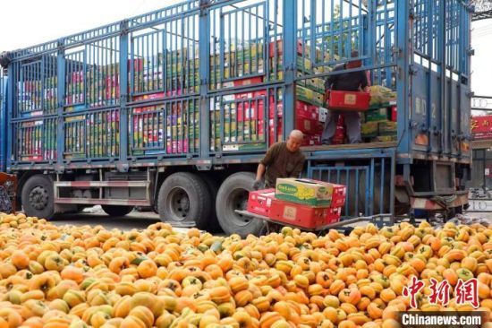 丰收的果实装车待发。　张丽娟 　摄