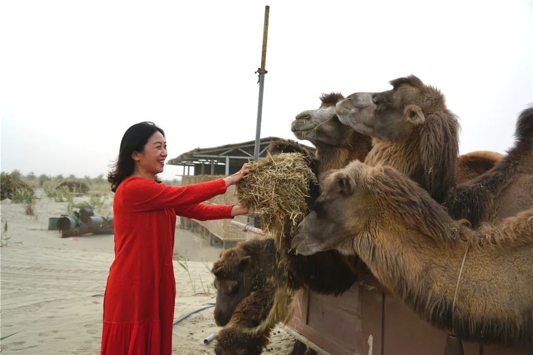 “丝路风情，醉美喀什”《喀什日志》之刀郎画乡、N39沙漠、泽普金湖杨