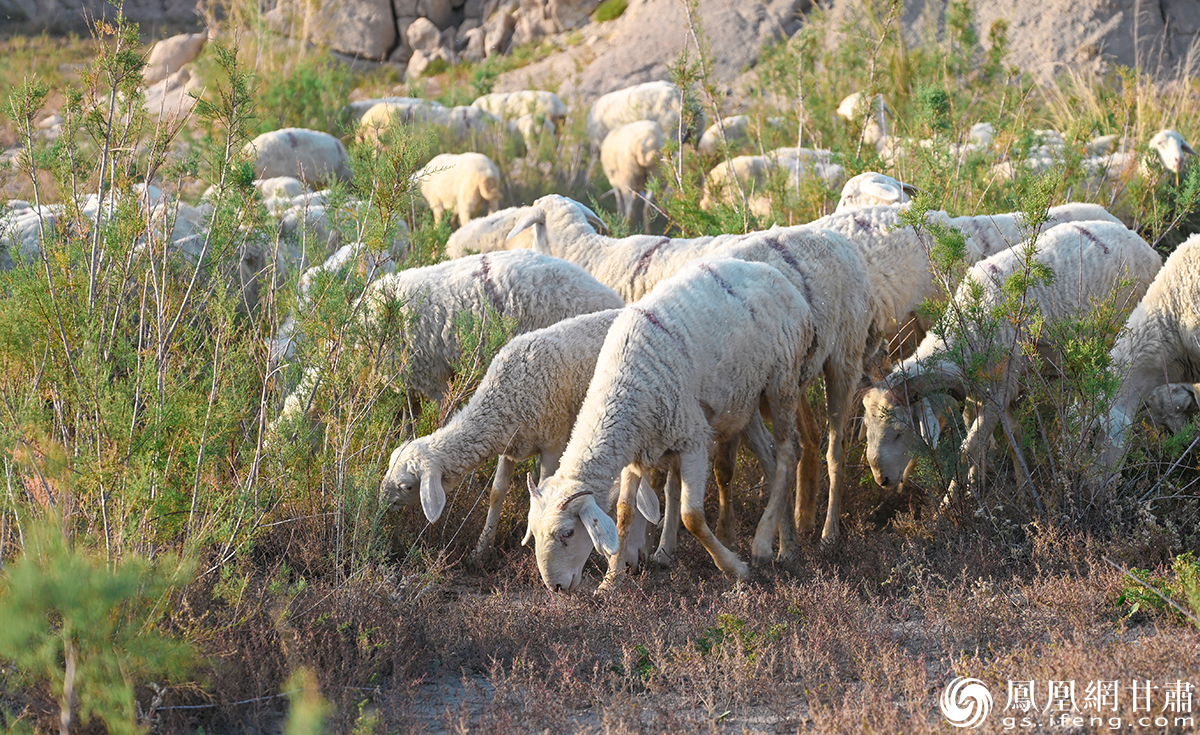 每天不停奔跑，食山中野生中药材，咸草，喝山泉水，造就了“山湾跑羊”强健体魄和鲜美肉质。杨艺锴 摄