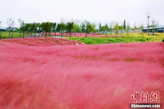 金湖国家湿地公园大片的粉黛乱子草。（陈黄奎 摄）