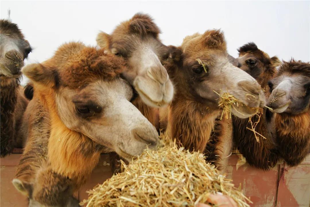 “丝路风情，醉美喀什”《喀什日志》之刀郎画乡、N39沙漠、泽普金湖杨