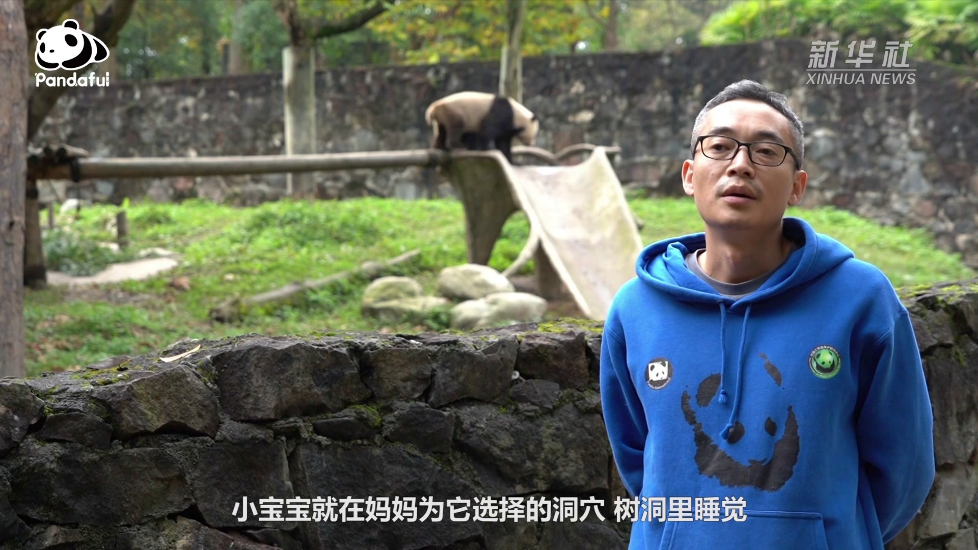 熊猫 红熊猫 猫熊 火狐狸 小熊猫 捕食 哺乳动物 喜马拉雅山图片下载 - 觅知网