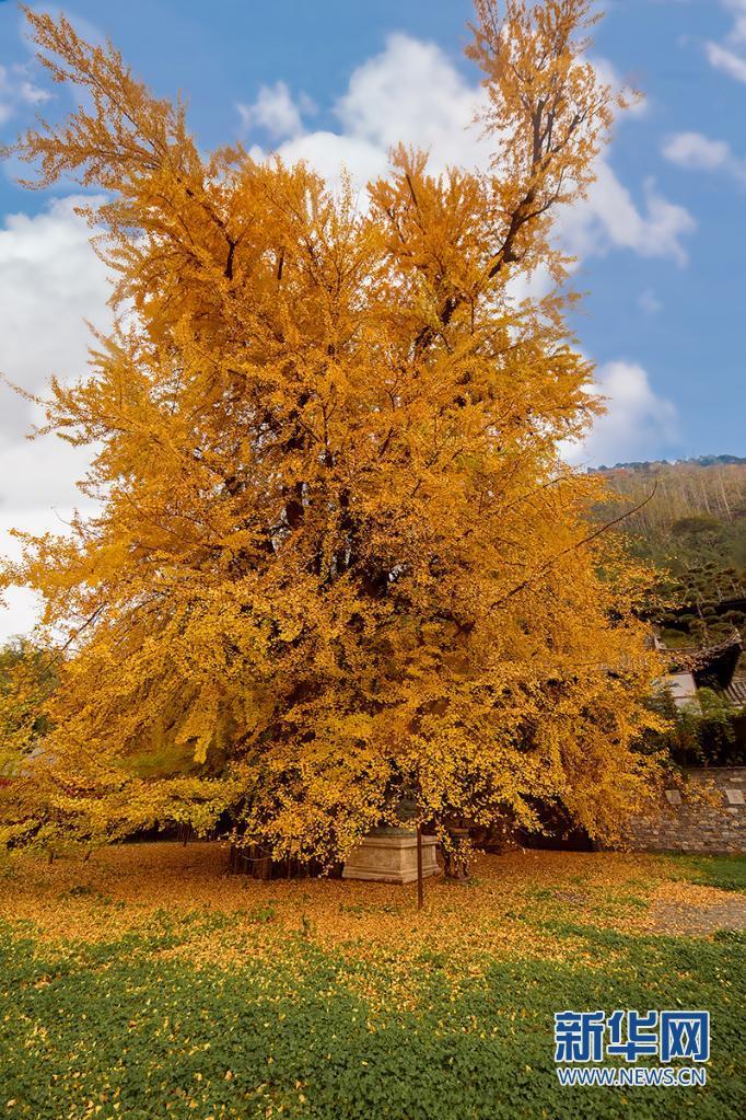 古观音禅寺千年银杏树图片