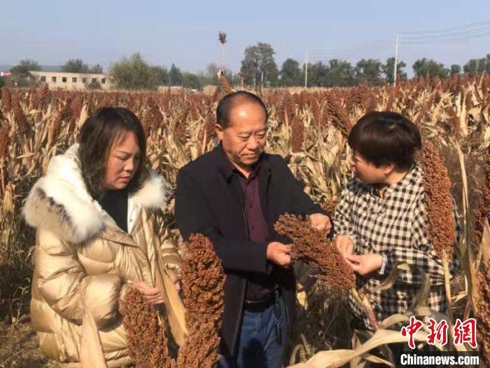 山西上党5000亩高粱迎丰收特色种植产业促亩均增收近半