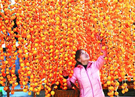 成县：柿子熟了 日子美了 村民笑了
