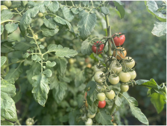 图为村民利用蔬菜大棚种植的圣女果　高铭泽　摄