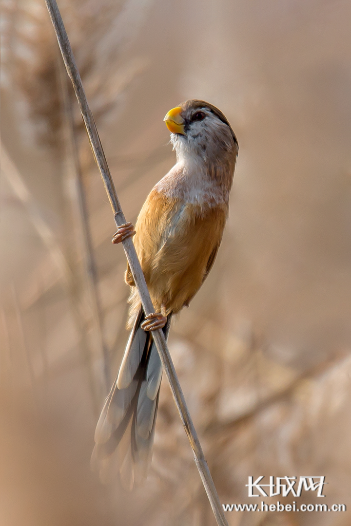 "鸟中大熊猫"震旦鸦雀首次现身昌黎黄金海岸凤凰网河北_凤凰网