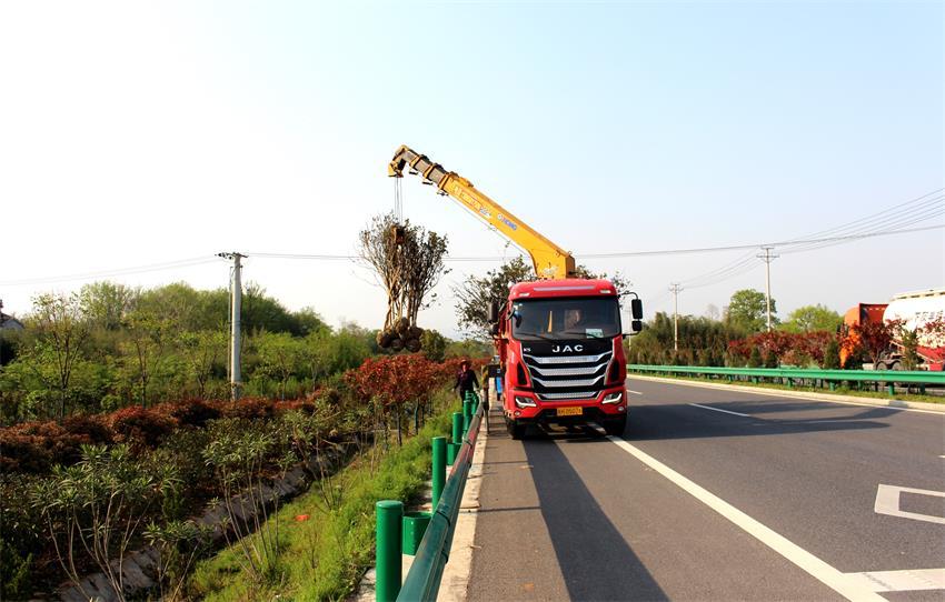 图为特色苗木扮靓新206国道桐城段.