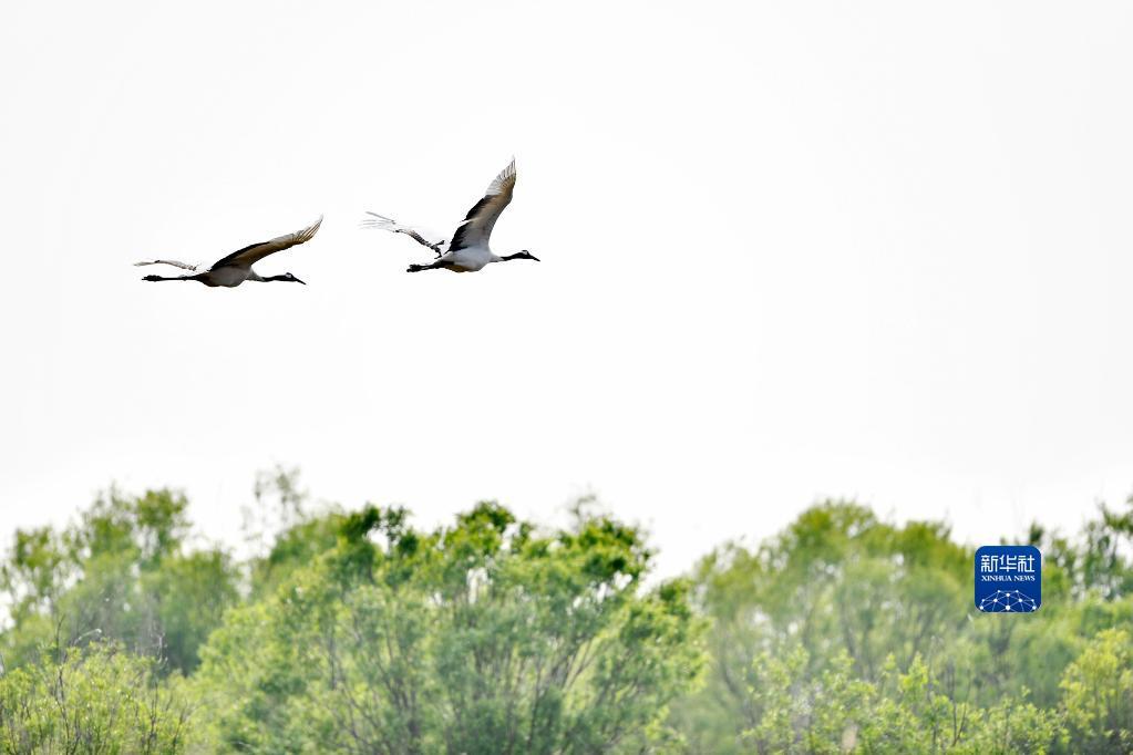 两只丹顶鹤飞越山东黄河三角洲国家级自然保护区的树丛。（新华社记者郭绪雷 摄）