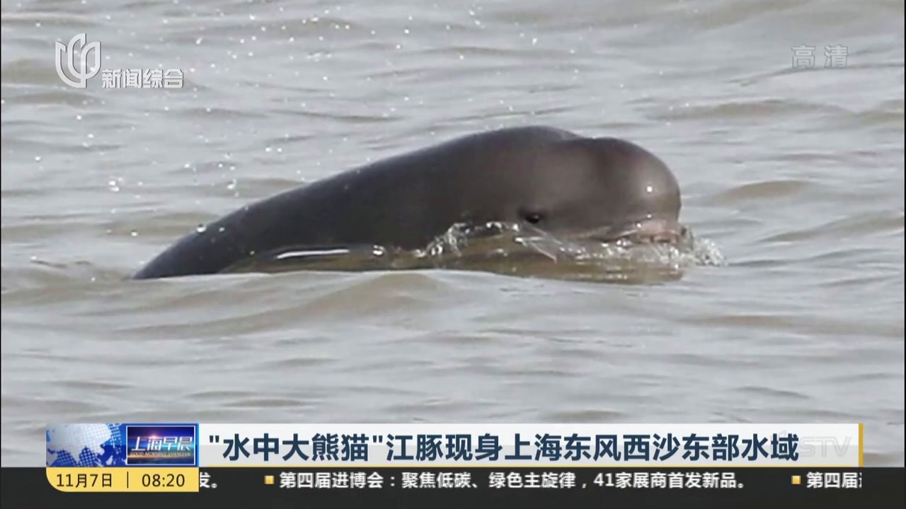 “水中大熊猫”江豚现身上海东风西沙东部水域