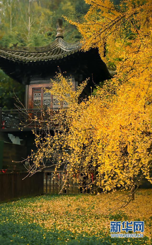 初冬时节，千年银杏树灿灿黄叶映山寺，更显韵致。吴荣 摄