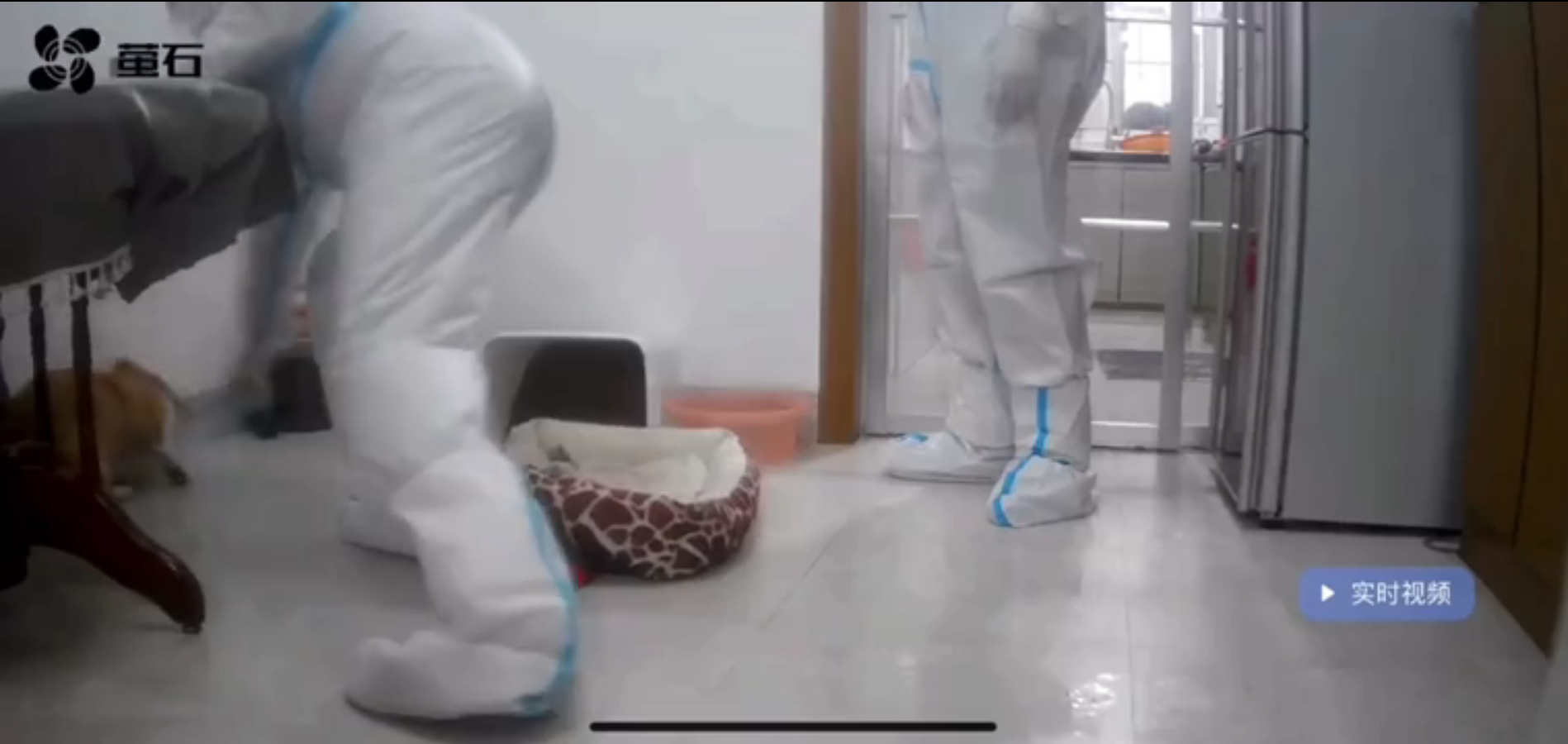 网友称“隔离宠物狗疑似被扑杀” 上饶信州区防疫指挥部回应