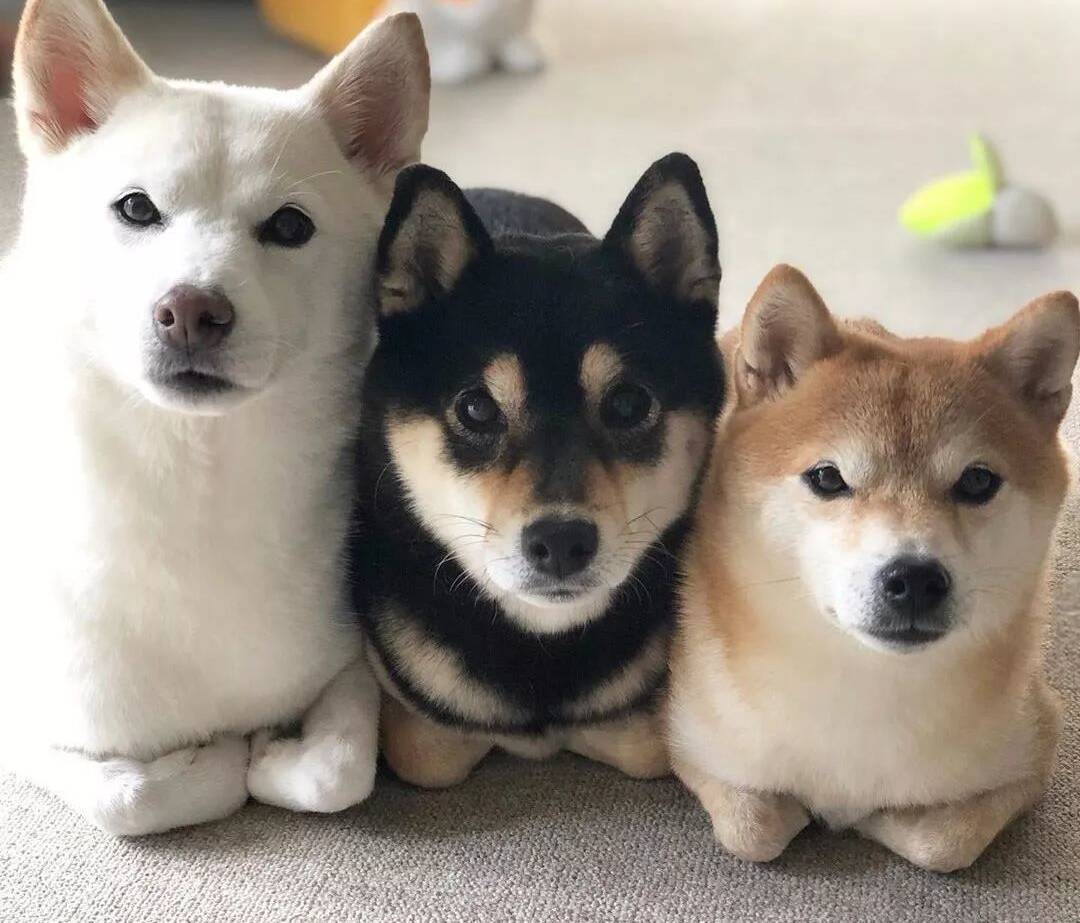 救命啊！这里有只柴犬，烤糊了