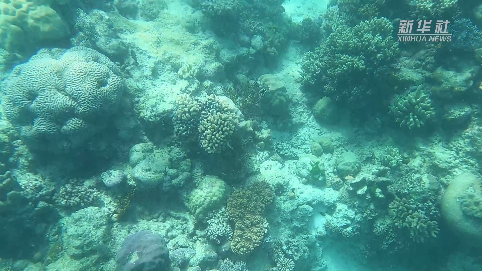 新研究发现气候变化使大堡礁珊瑚严重白化