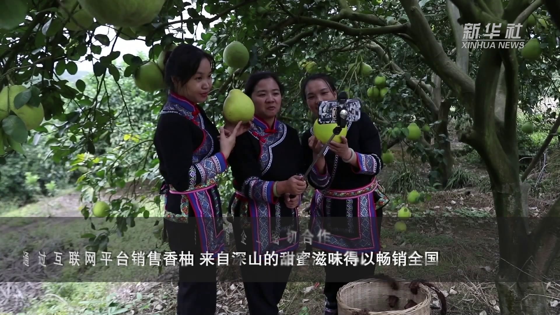 香柚飘香，直播带货助力果农增收