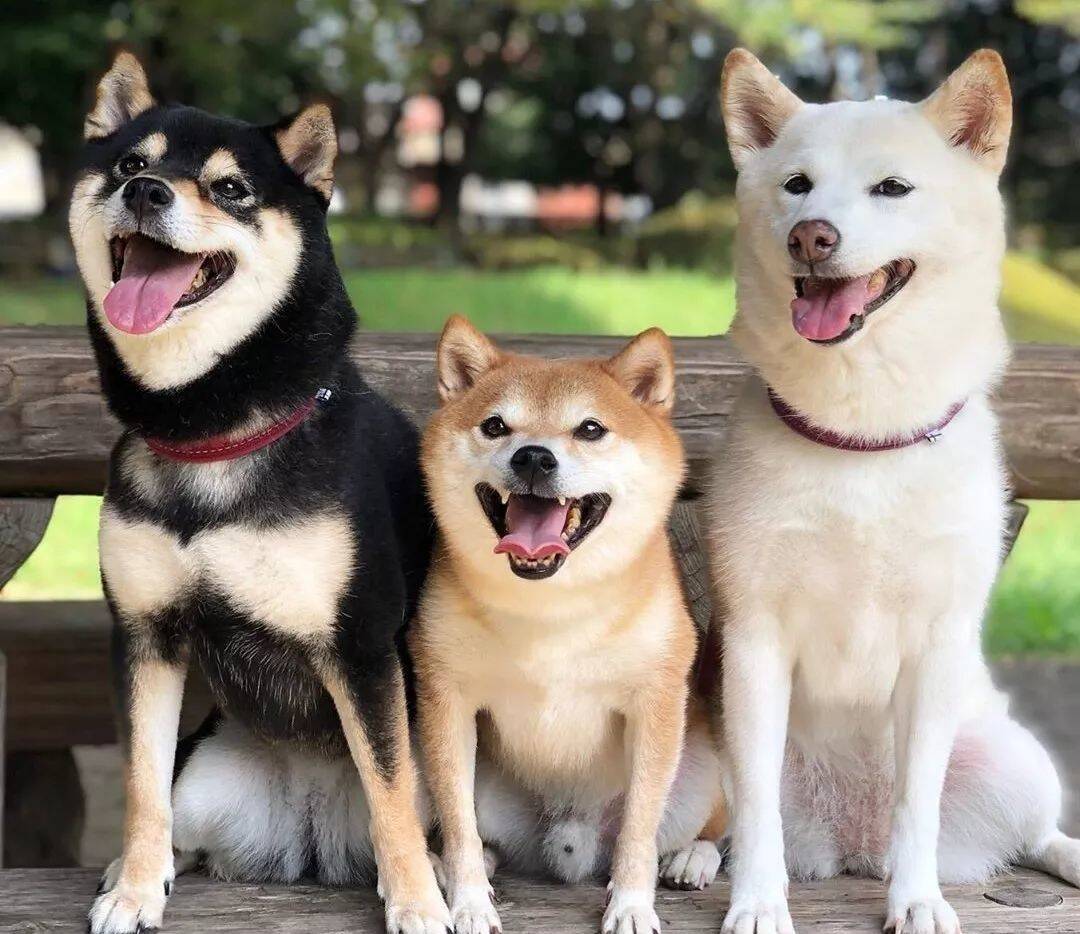 救命啊！这里有只柴犬，烤糊了