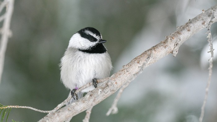 1109_chickadee_0.jpg