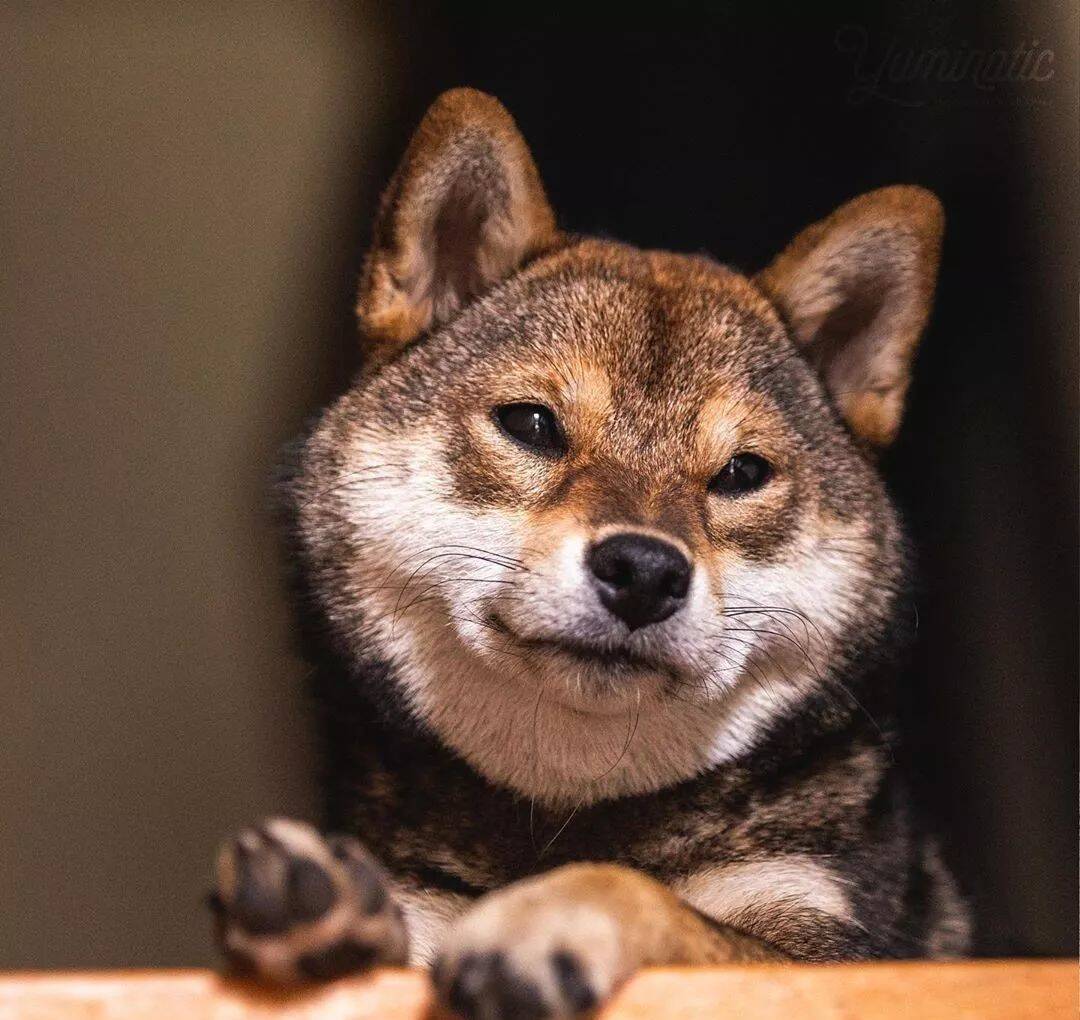 救命啊！这里有只柴犬，烤糊了