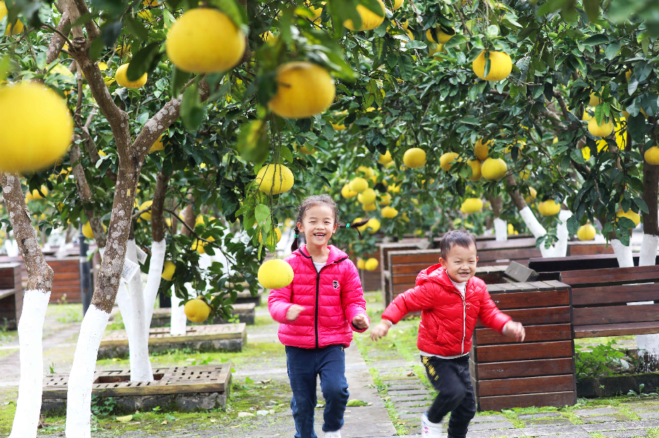 中华•梁平柚海景区，两名小朋友在柚树下嬉戏。刘辉 摄