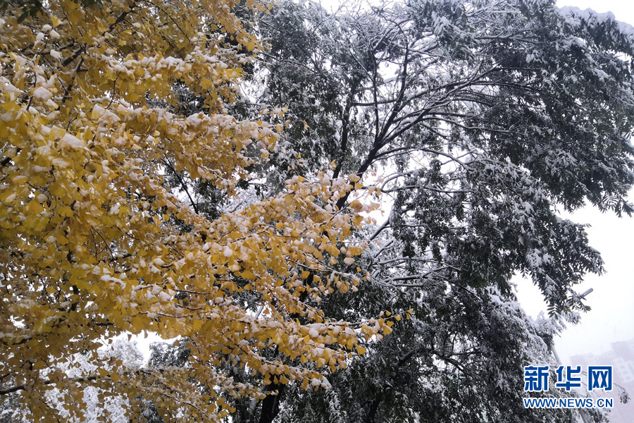 河北大学新校区坤舆生活园区银雪覆金叶。张坤媛摄