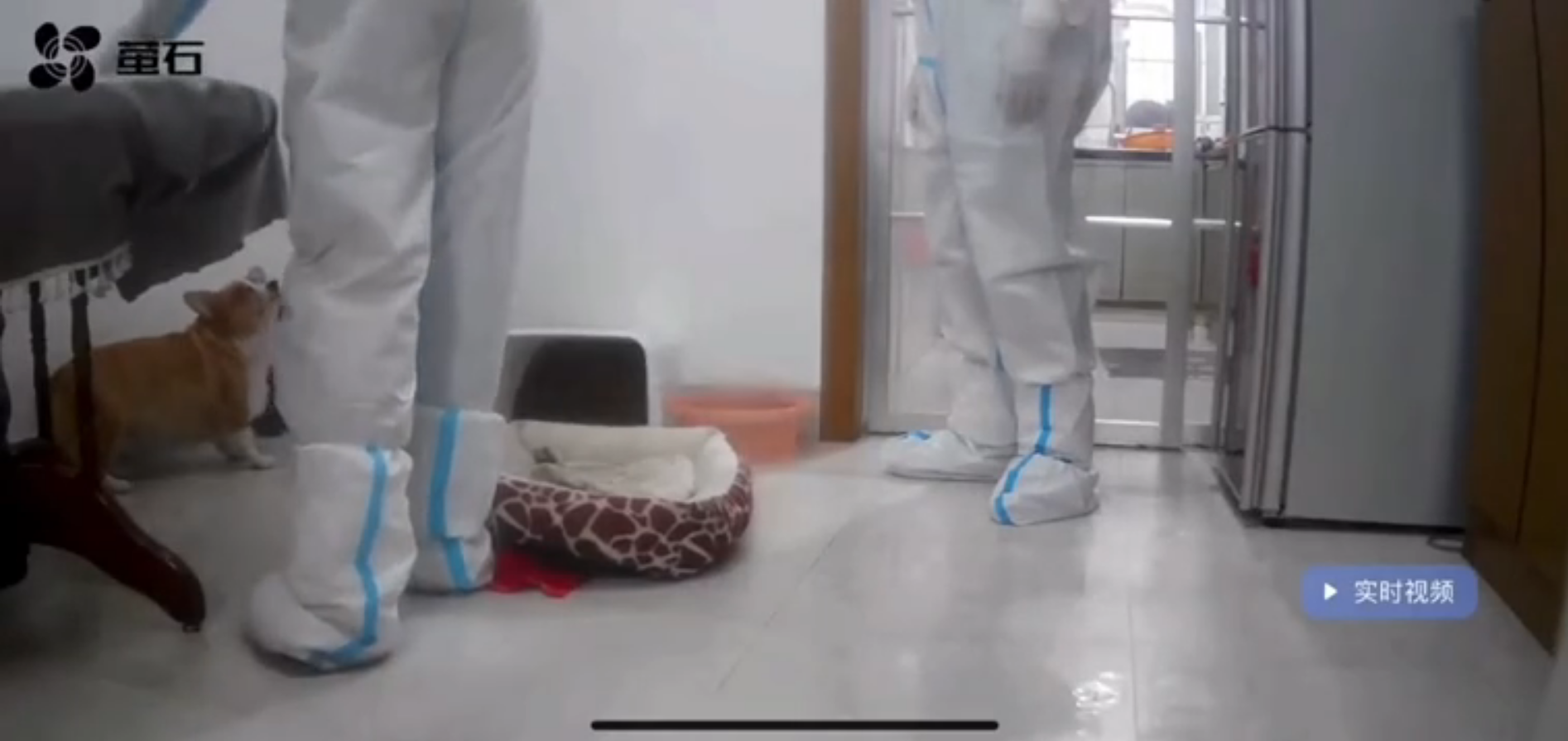 网友称“隔离宠物狗疑似被扑杀” 上饶信州区防疫指挥部回应