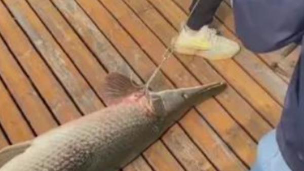 1.6米鳄雀鳝入侵池塘，村民：其他鱼快被吃光了