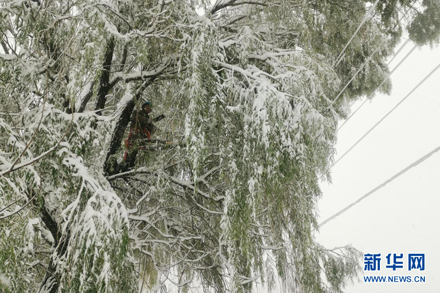 国网雄安新区供电公司同口供电所工作人员冒雪清理线路旁树上的积雪。李亚琨 摄