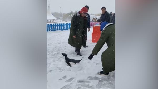 海洋馆放企鹅外出玩雪，企鹅玩嗨了不愿意回去