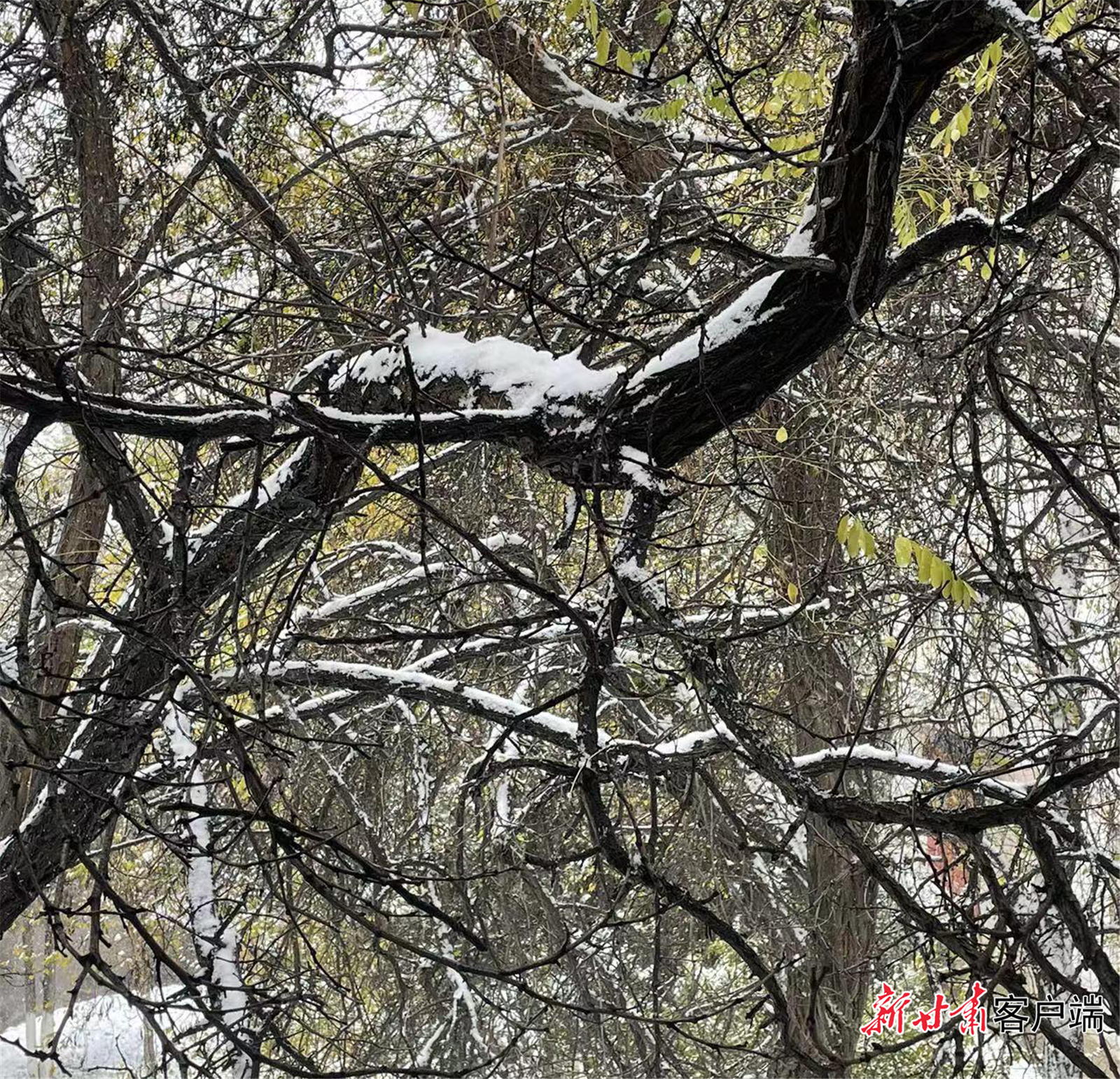 窗外雪景